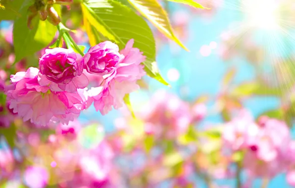 Картинка цветы, вишня, розовый, Beautiful, цветение, pink, blossom, flowers, cherry, Красивый