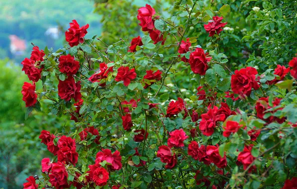 Картинка цветы, природа, розы, красные, red, rose, кусты, nature, Flowers