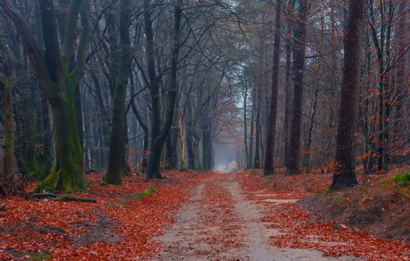 Картинка дорога, осень, лес, листья, деревья, мох