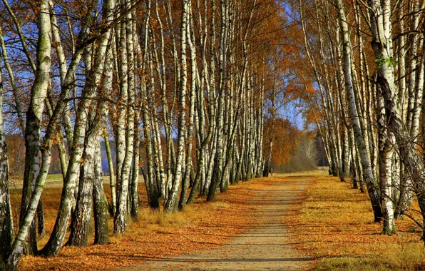Картинка осень, деревья, берёзы