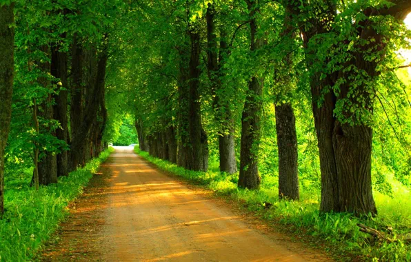 Картинка дорога, лес, деревья, природа, парк, весна, forest, road, trees, nature, park, spring, walk, path