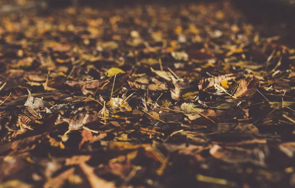 Картинка осень, макро, листва, боке