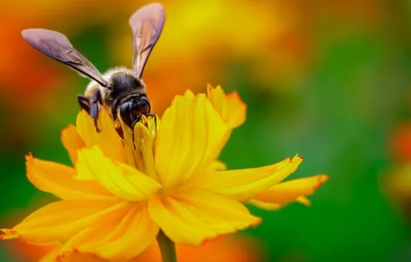 Картинка цветок, желтый, нектар, пчела, крылья, фокус, насекомое