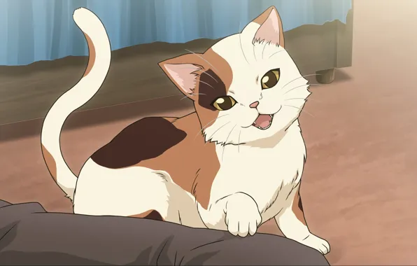 Картинка кошка, парень, suzumiya haruhi no yuutsu