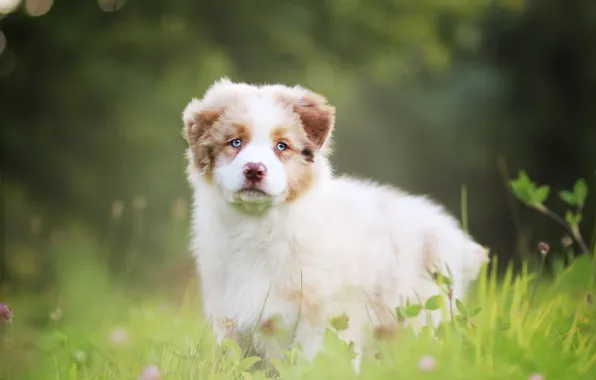 Картинка собака, щенок, Австралийская овчарка, Аусси