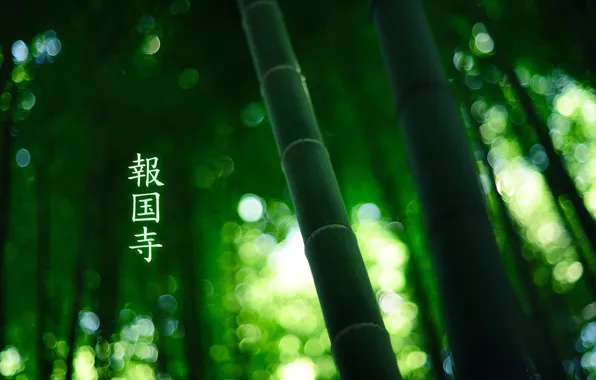 Картинка лес, бамбук, иероглифы, 1920x1200, by burningmonk, green colour