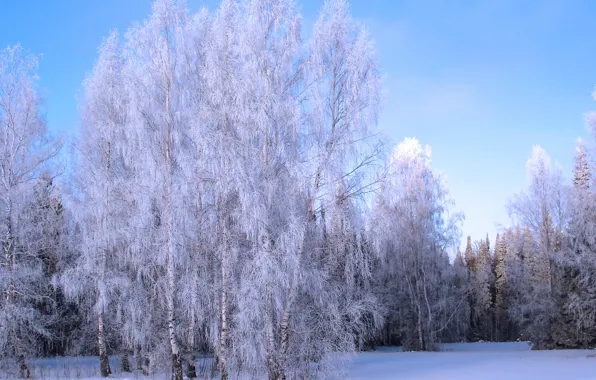 Картинка зима, иней, снег, деревья, роща, winter, snow