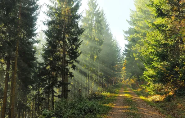 Картинка дорога, осень, лес, свет, природа, человек, утро