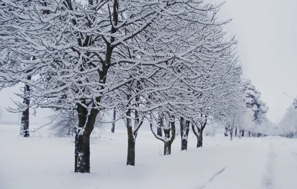 Картинка зима, дорога, снег, деревья, аллея