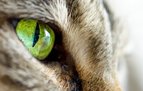 Картинка кот, взгляд, зеленый, кошачий глаз