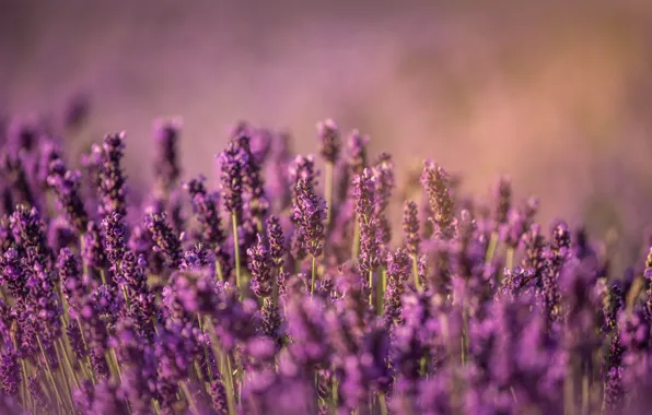 Картинка flowers, lavender, lavender field