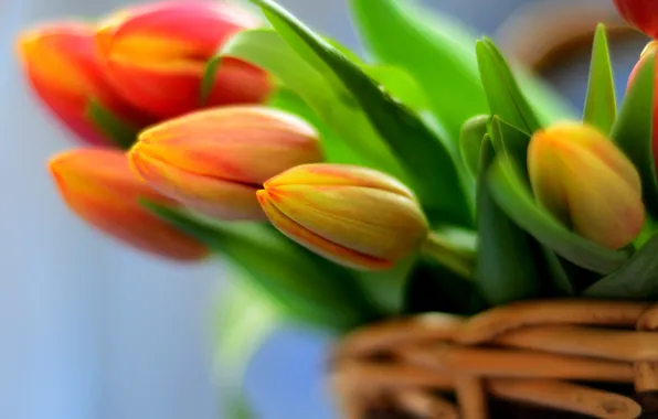 Картинка цветы, корзина, букет, тюльпаны, flowers, tulips, bouquet, basket