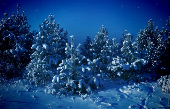 Картинка зима, снег, деревья, синий, Елки