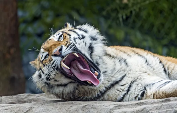 Картинка язык, кошка, пасть, клыки, зевает, амурский тигр, ©Tambako The Jaguar