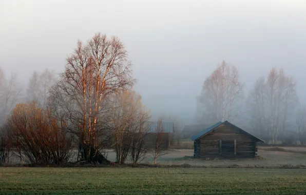 Картинка туман, утро, сарай, берёзы, Sweden, Lapland, Övertorneå