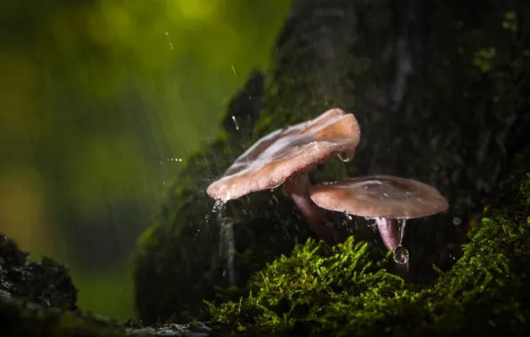 Картинка осень, лес, капли, макро, дождь, грибы