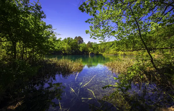 Картинка зелень, трава, деревья, озеро, кусты, Хорватия, Plitvice Lakes National Park