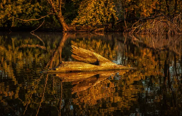 Картинка осень, лес, деревья, озеро, пруд, отражение, коряга