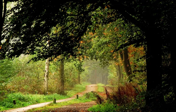 Картинка осень, лес, деревья, Природа, тропинка, trees, landscape, nature, autumn, path, fall