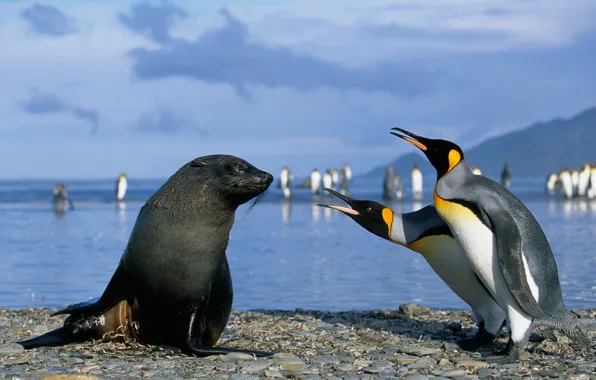 Картинка тюлень, пингвины, антарктика