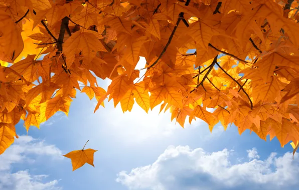 Картинка осень, небо, листья, autumn, leaves, fall, maple