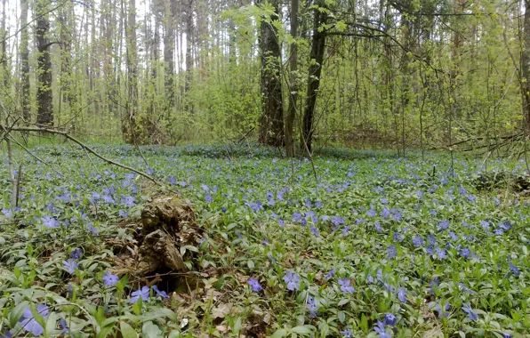 Картинка лес, цветы, природа, пейзажи, Украина, Шостка