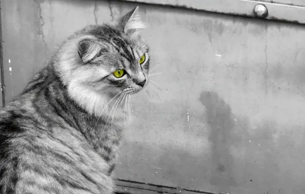 Картинка кошка, кот, черно-белое, cat, зеленые глаза