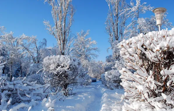 Картинка зима, снег, природа, фото, тропа, фонарь, кусты
