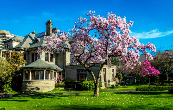 Картинка сакура, Canada, особняк, цветущее дерево, Houses, Flowering