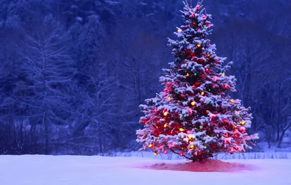 Картинка лес, снег, ночь, огни, елка, ель, Новый Год, Рождество, украшение, гирлянда, Christmas, New Year, Xmas, …