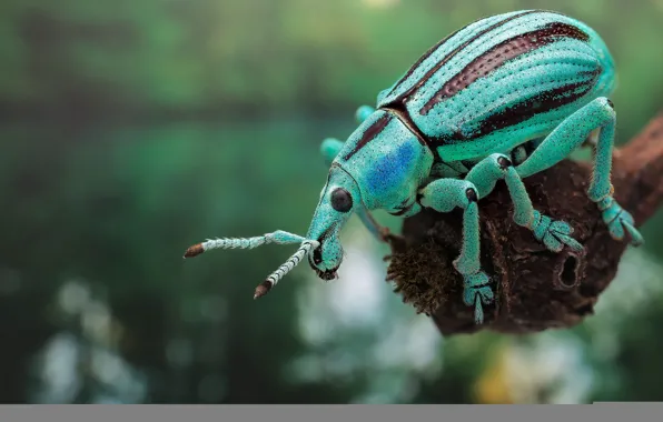 Картинка природа, краски, жук, насекомое