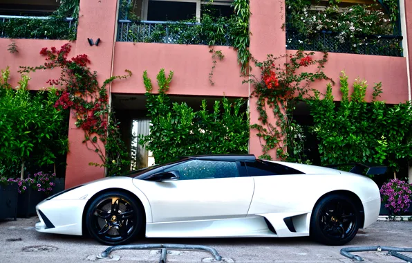Картинка белый, Lamborghini, white, ламборджини, murcielago