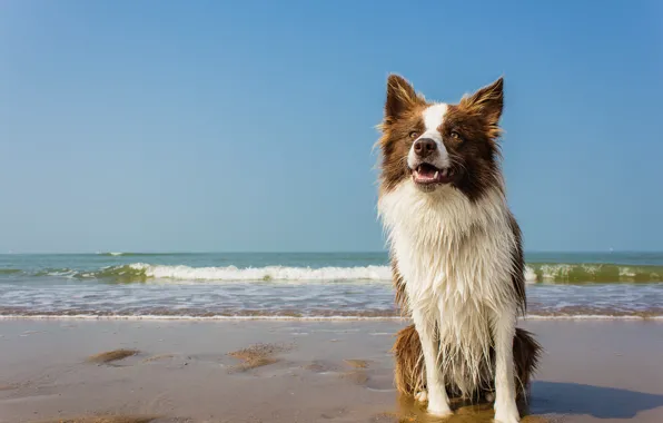 Картинка море, волны, пляж, мокрый, собака, горизонт, белый воротник
