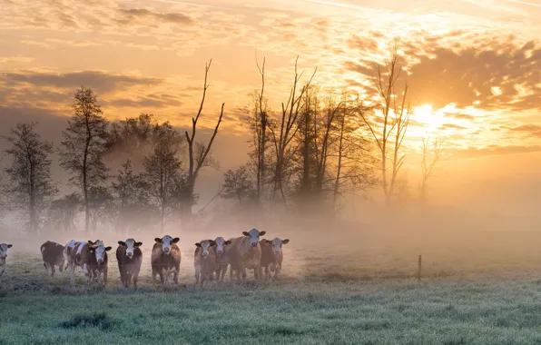 Картинка поле, туман, утро, коровы