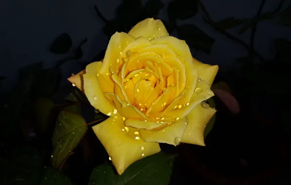 Картинка wet, flower, yellow, drop, dew