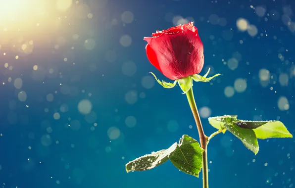 Картинка снег, роза, день влюбленных, февраль, День Валентина