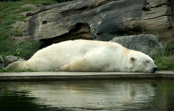 Картинка белый, отдых, сон, медведь, спит