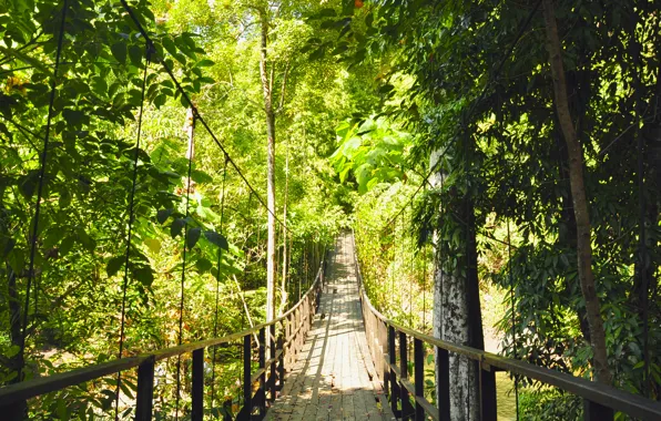 Картинка лес, деревья, мост, зеленый, висячий мост