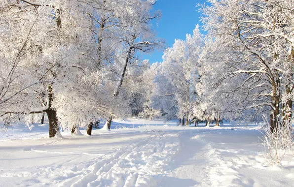 Картинка зима, небо, снег, деревья