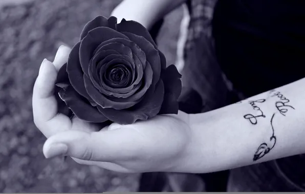 Картинка woman, tattoo, hands, black rose