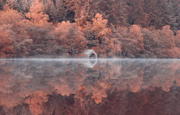Картинка лес, деревья, озеро, отражение, склон