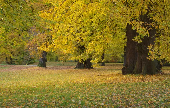 Картинка осень, лес, трава, листья, деревья, парк