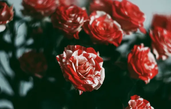Картинка цветы, розы, красота, красные, red, rose, flowers, beauty