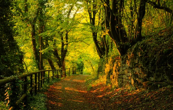 Картинка дорога, лес, листья, деревья
