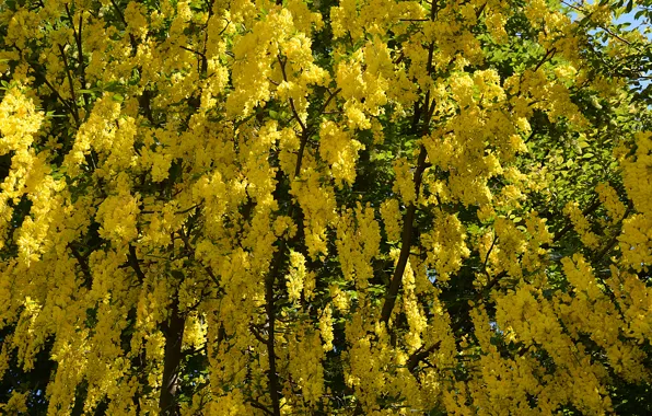 Картинка весна, цветение, yellow, Spring, flowering