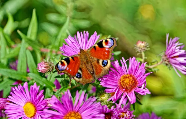 Картинка лето, насекомые, природа, бабочка, Цветы