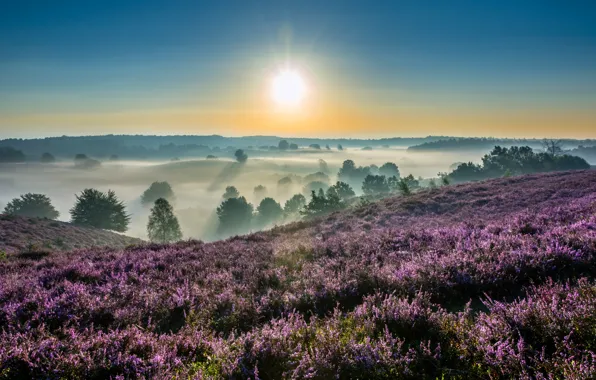 Картинка туман, восход, рассвет, утро, Нидерланды, Netherlands, вереск, Гелдерланд, Gelderland, Hoge Veluwe National Park, Национальный парк …