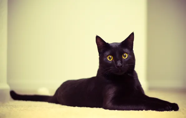 Картинка кошка, глаза, кот, обои, черный, лежит, смотрит, котэ, 2560x1600