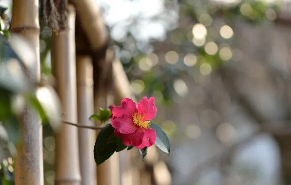 Картинка цветок, природа, забор, растение, ветка, ограда, Камелия Sasanqua