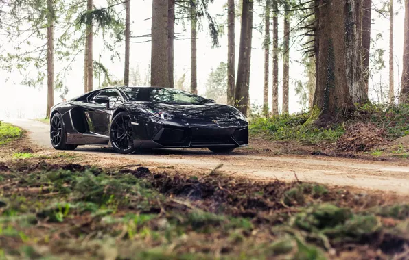 Картинка Lamborghini, Black, Aventador, Forest, Woods